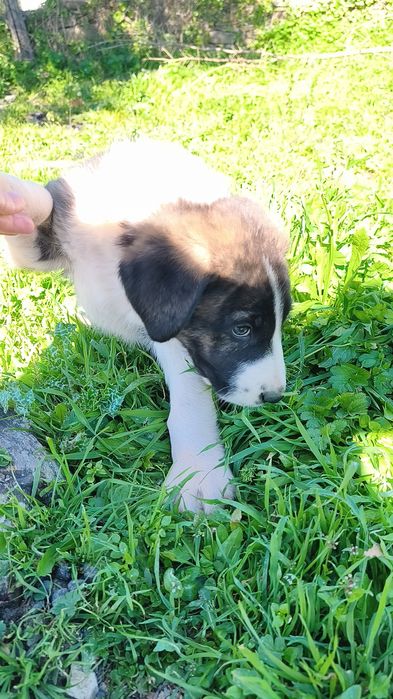 Rafeiro Alentejano Macho