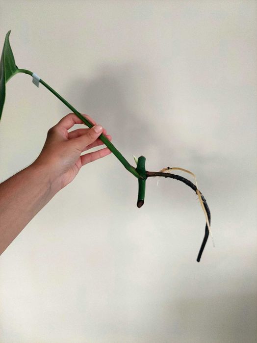 Monstera Albo variegata- F