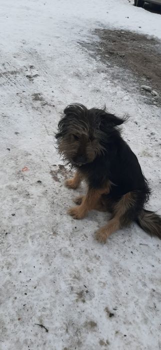 Owczarki niemieckie oddam !!