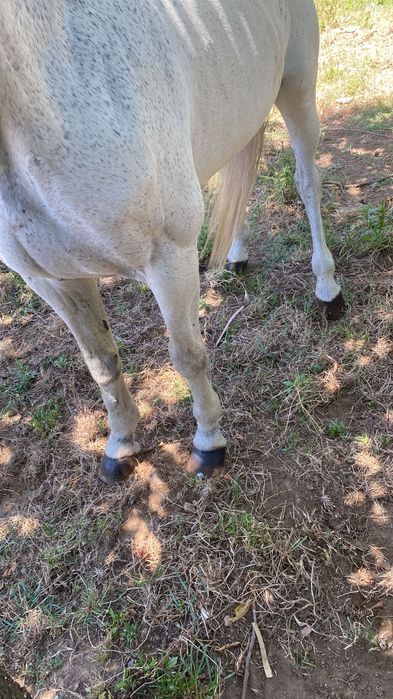 Cavalo puro lusitano