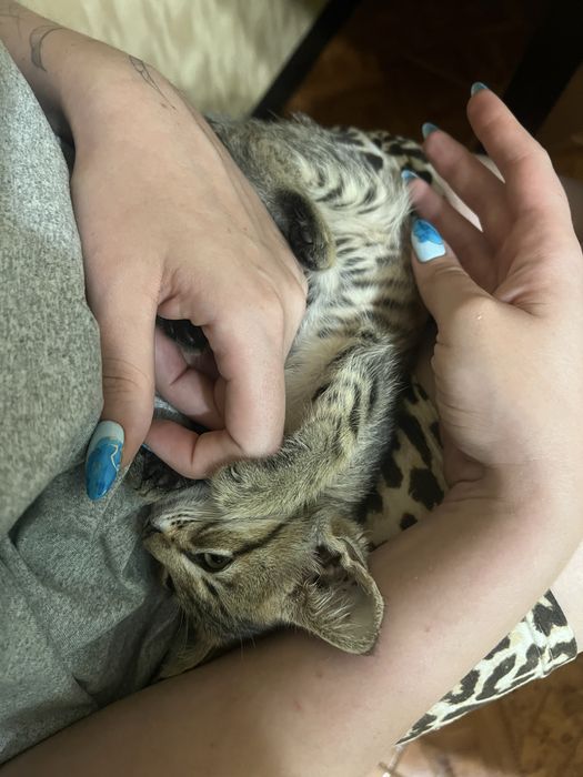 Віддам котика в добрі руки