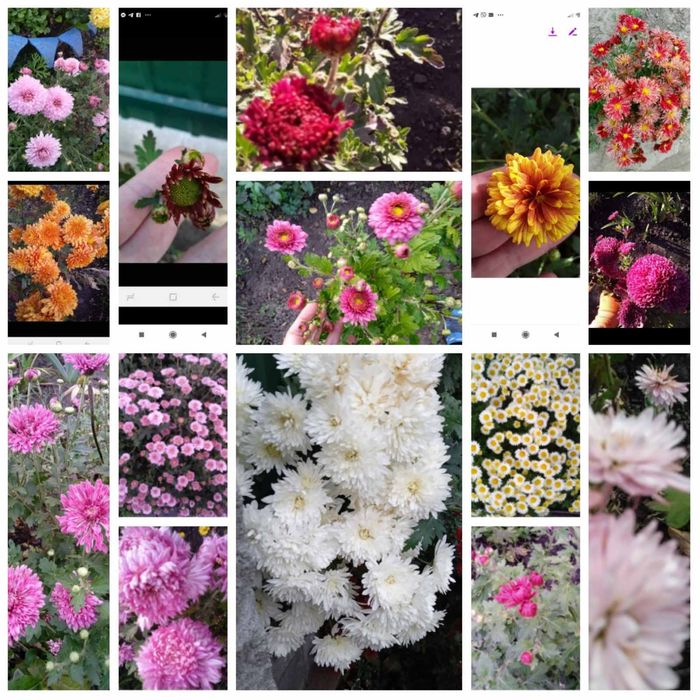 Набір хризантем 15різних кущиків