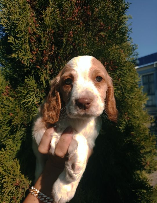 Продаються цуценята  англійського кокер спаніеля.