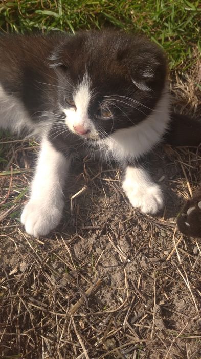 Котики потребують домівки!