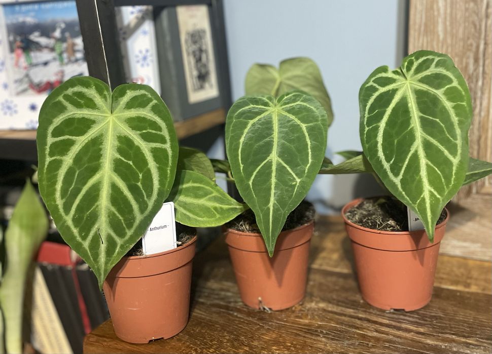 Антуріум  Magnificum