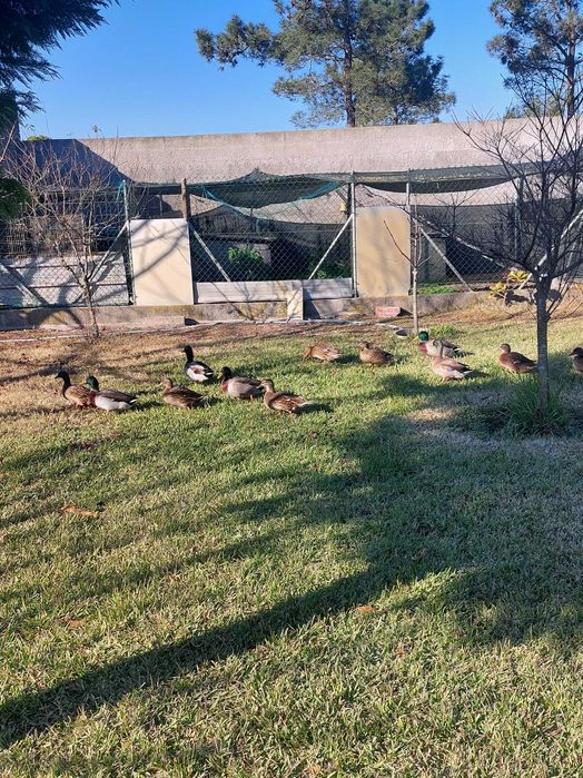 Vendo patos, unidade, casais ou trio