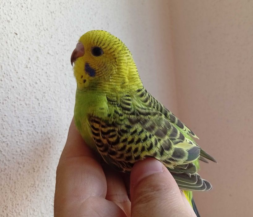 Periquitos australiano, novos