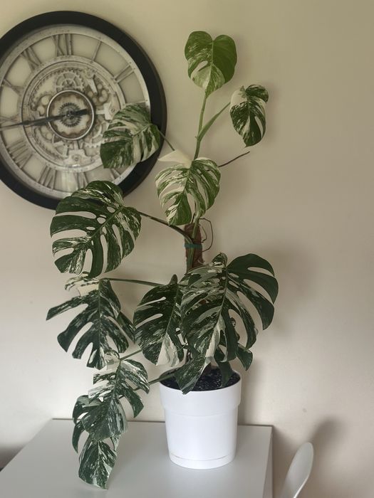Monstera Albo Variegata XXL