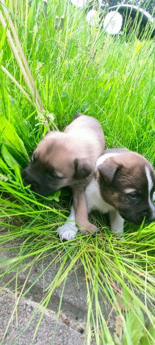 Отдам щенков в добрые руки