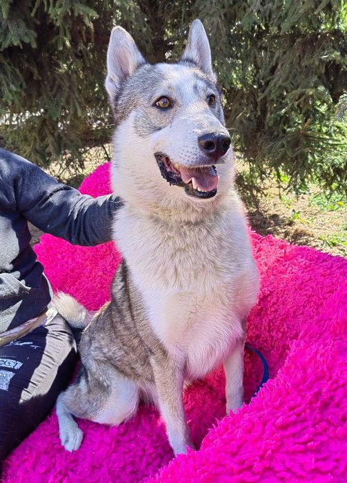 Piesek do adopcji EDI