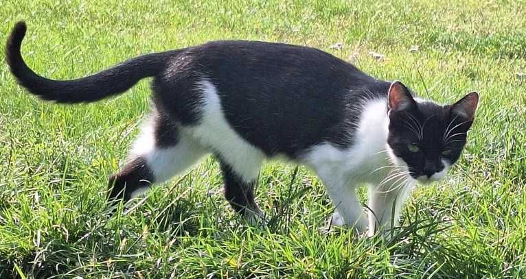 Oddam biało czarną kotkę