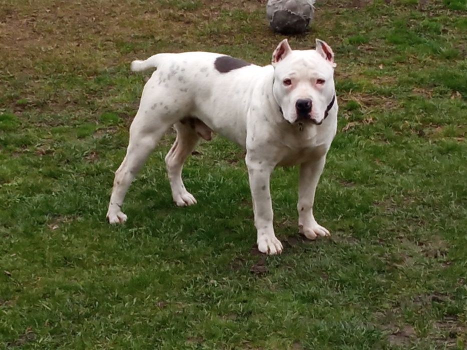 Amstaff american staffordishe terier suczka