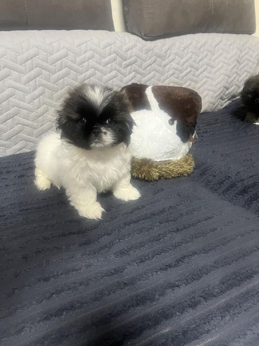 Продам пекінесів