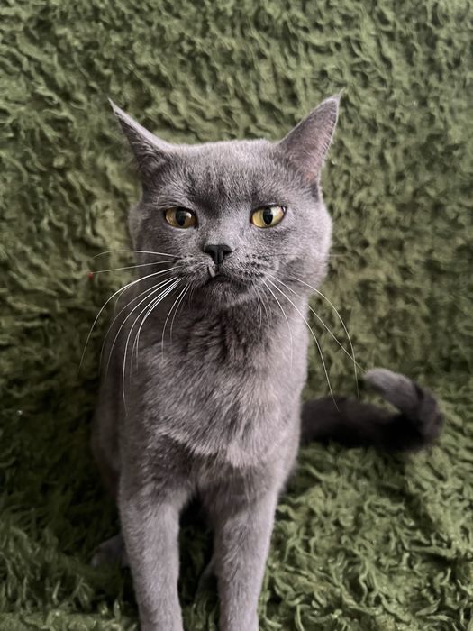 Милий домашній котик у добрі руки :) Довговухий британець