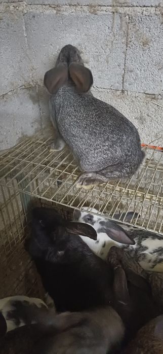 Coelhos de excelente porte