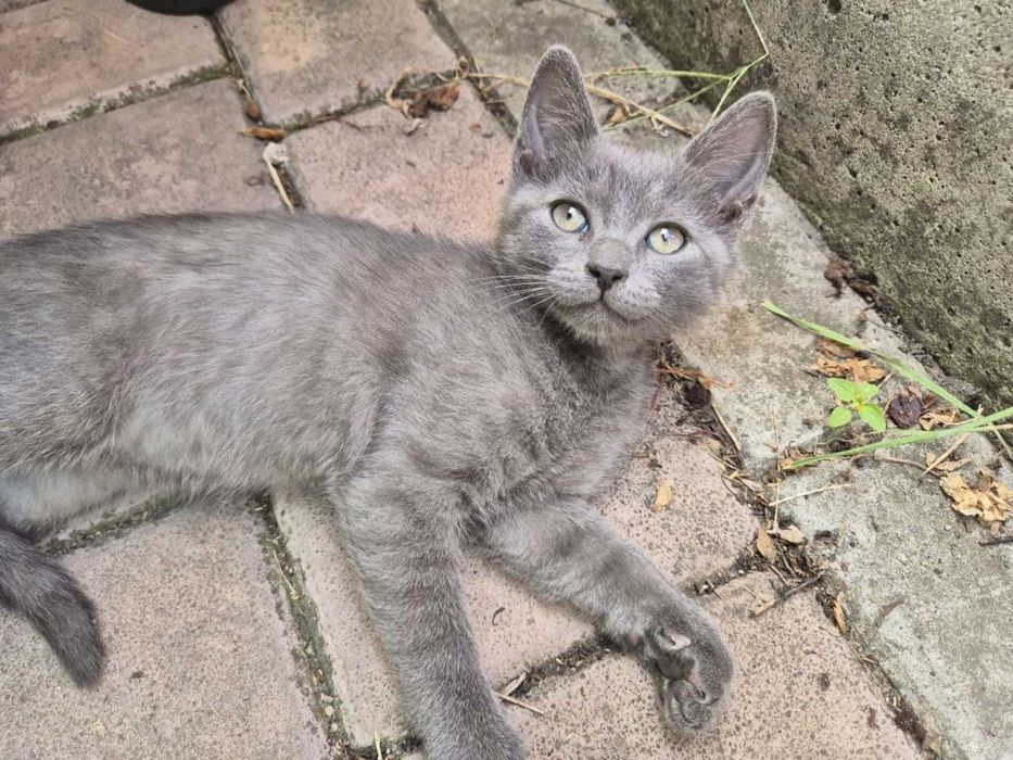 котик котёнок котёночек мальчик дымчатый серый гладкошерстный