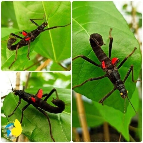 Палочники Краснокрилі, Аннамські , Кордильерскі , Несподівані.