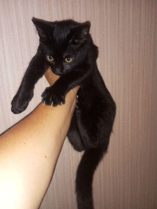 Кошеня хлопчики, 3 міс