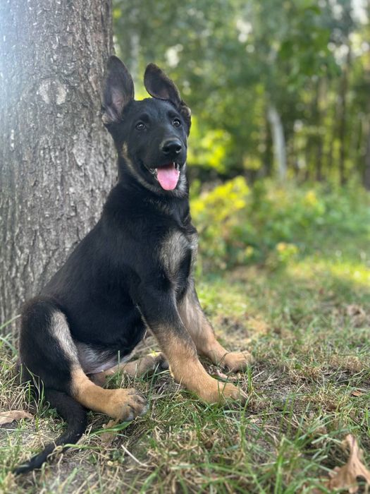 Шикарная девочка породы Немецкая овчарка