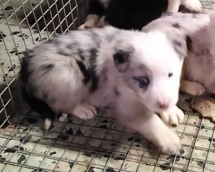 Border collie blue merle