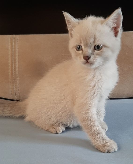 Котенок девочка Британская Блю Поинт