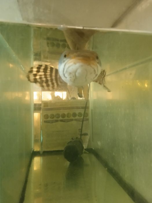 Риба змієголов Channa pulhra