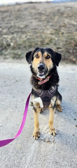 August kochany samiec