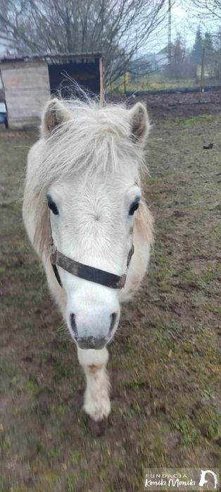 Patryczek - bajkowy kucyk do bezpłatnej adopcji