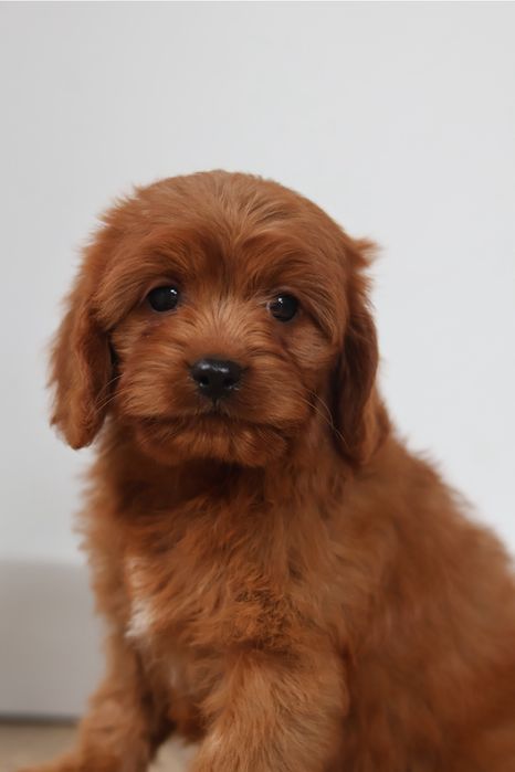 Cavapoo suczka Red