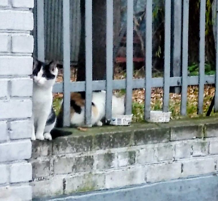 Mała tricolorka z bratem szukają domu