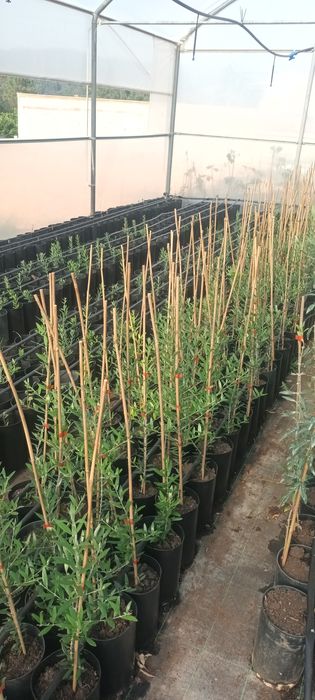 Oliveira Galega de vários tamanhos