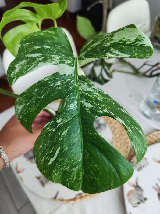 Muda Monstera Variegata
