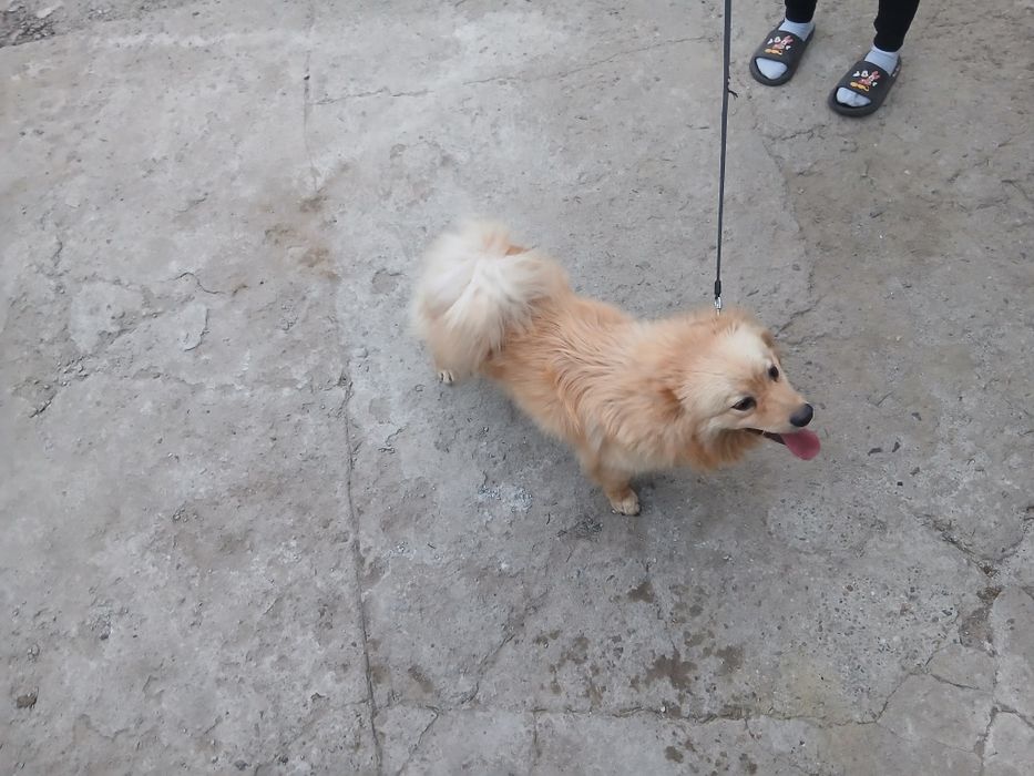 Pies, kundelek za darmo