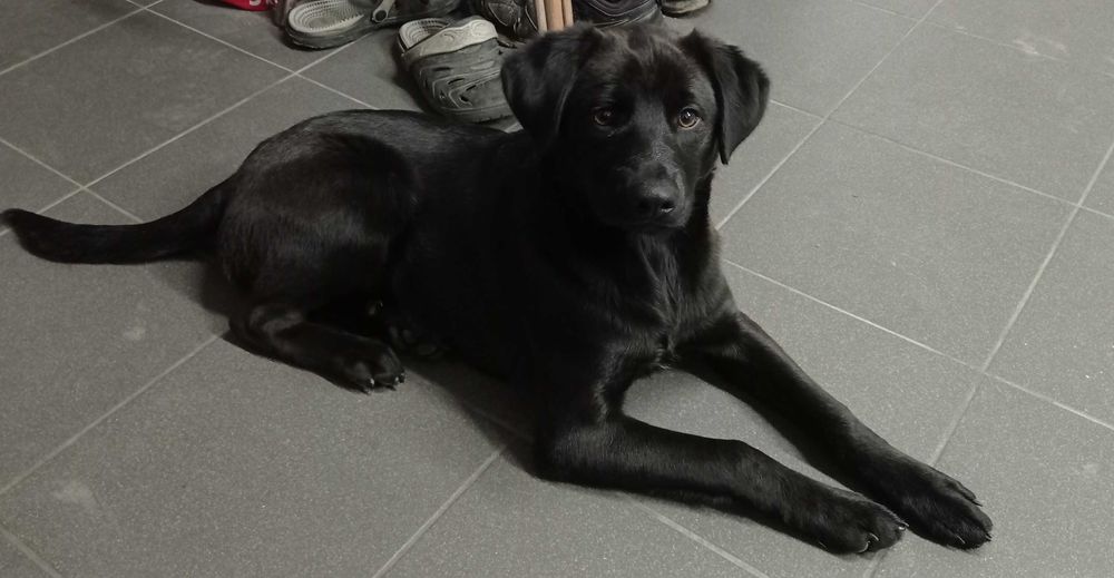 Oddam pieska w dobre ręce