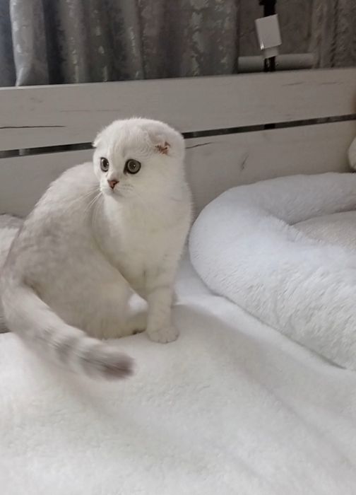 Шикарный котенок  девочка шиншилла