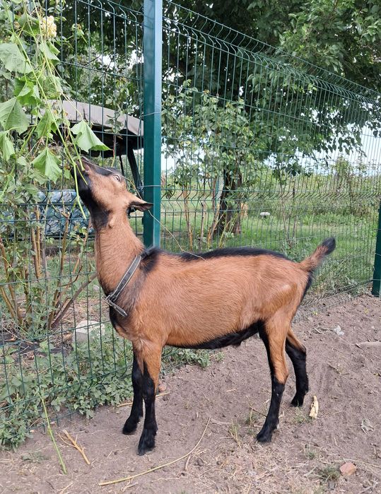 Цап (козел) 100% альпійської породи французької селекції, спокійний