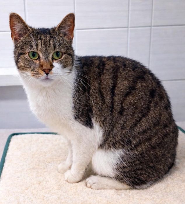 Luna - kotka do adopcji!