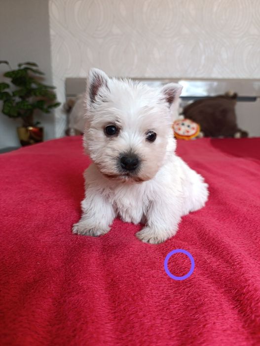 West Highland White Terrier Piesek z Rodowodem