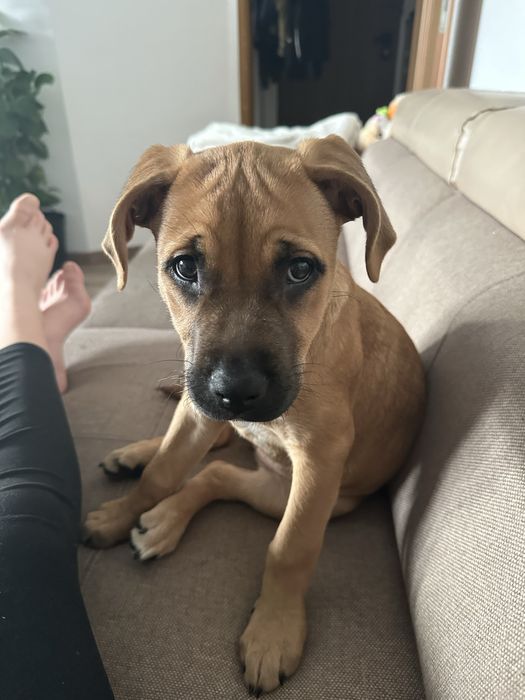 Suczka do adopcji amsatff