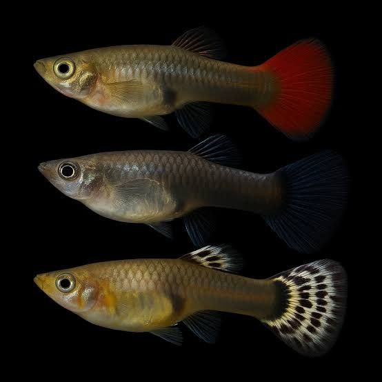 vendo guppys surtidos