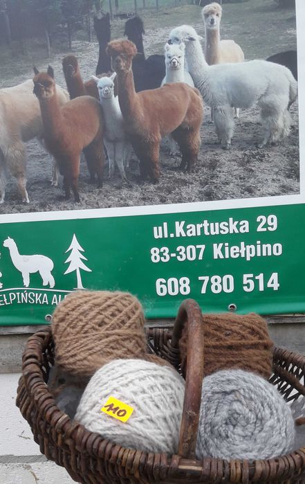 Wełna z baby alpak huacaya. Kołdry 100 % wełna z alpak .
