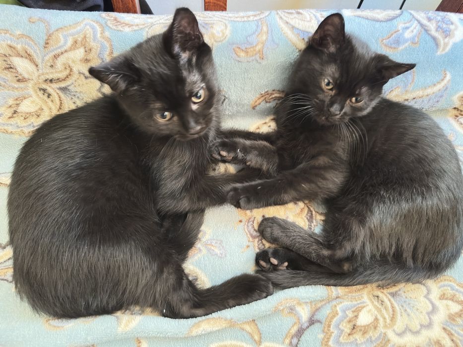 Два курносики котики