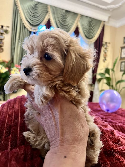 Мальтіпу міні ф1