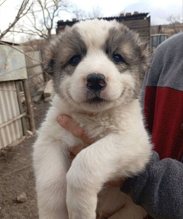 Цуценята Алабая  готові до бронювання