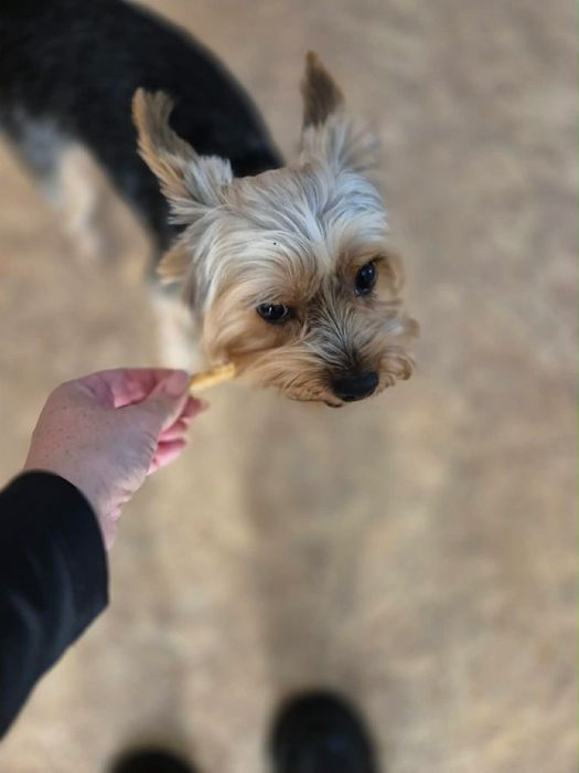Вʼязка йоркширського терʼєра
