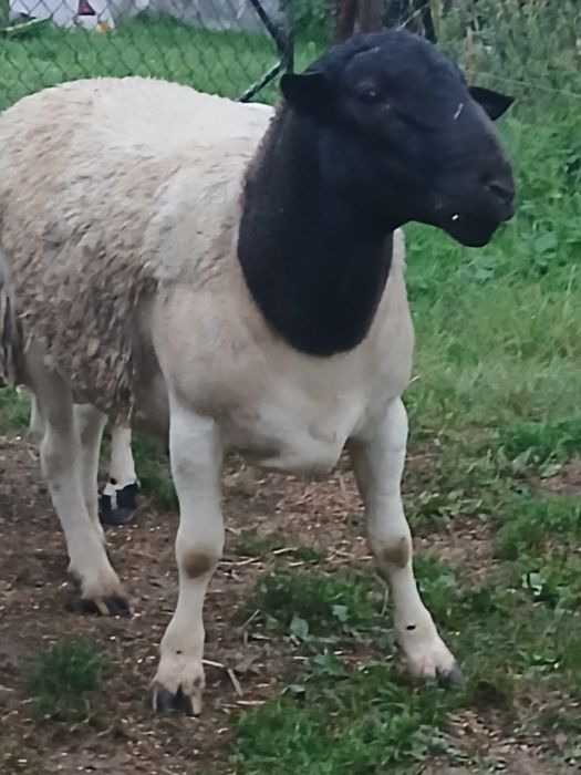 Zamienię barana dorpera
