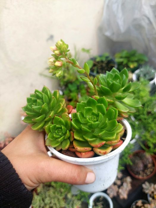 Suculenta Echeveria Letizia