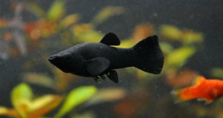 Molinezja czarna, złota, złoto czarna.