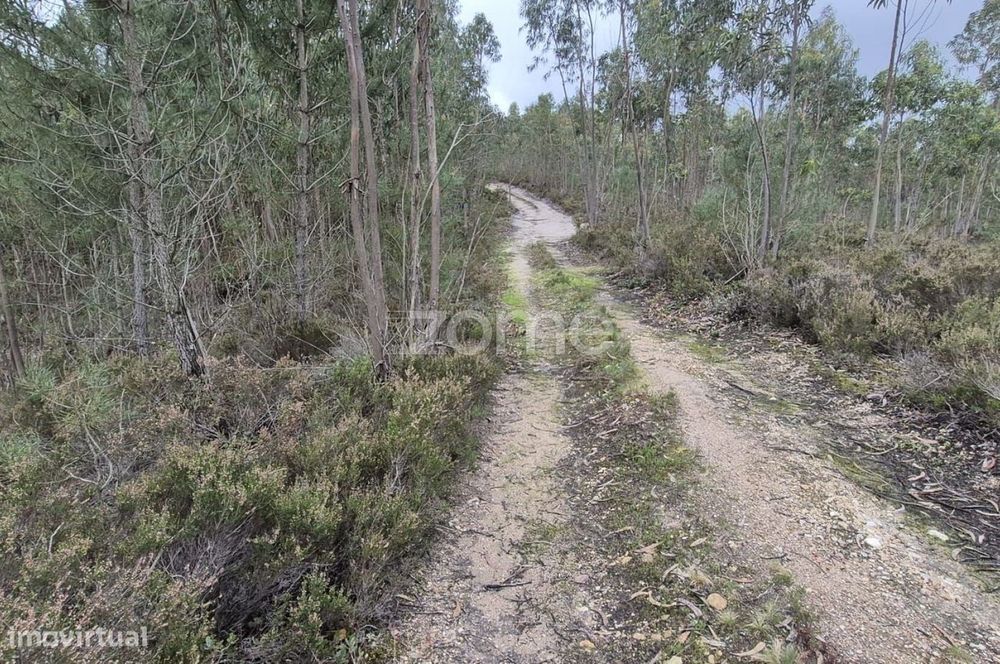 Unique Opportunity: 4,320 m² of Pure Nature in Abrigada