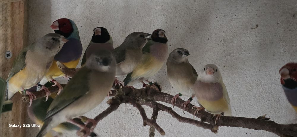 Diamantes de gould